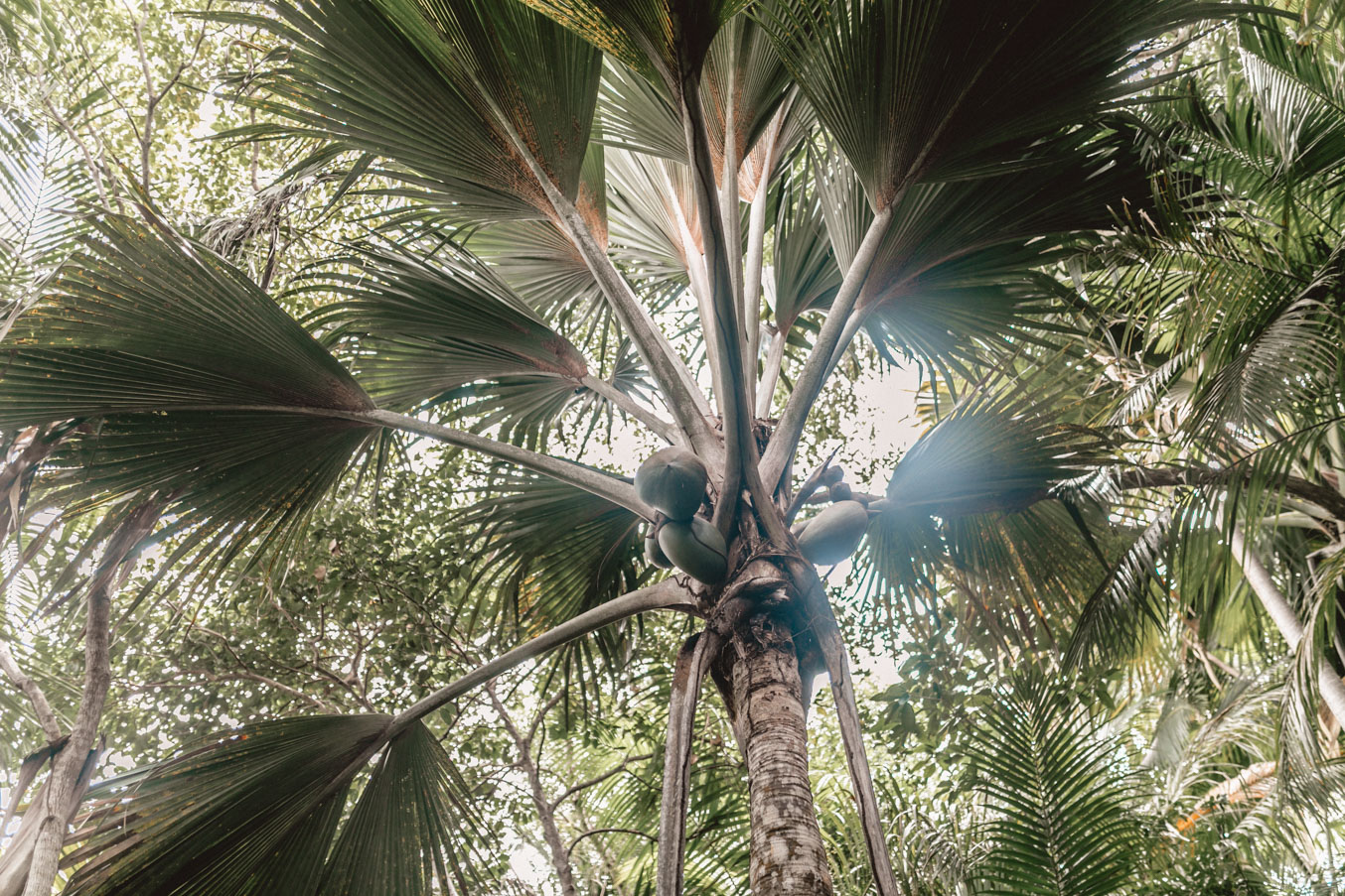 Seychellen_7727 Seychellen_7727